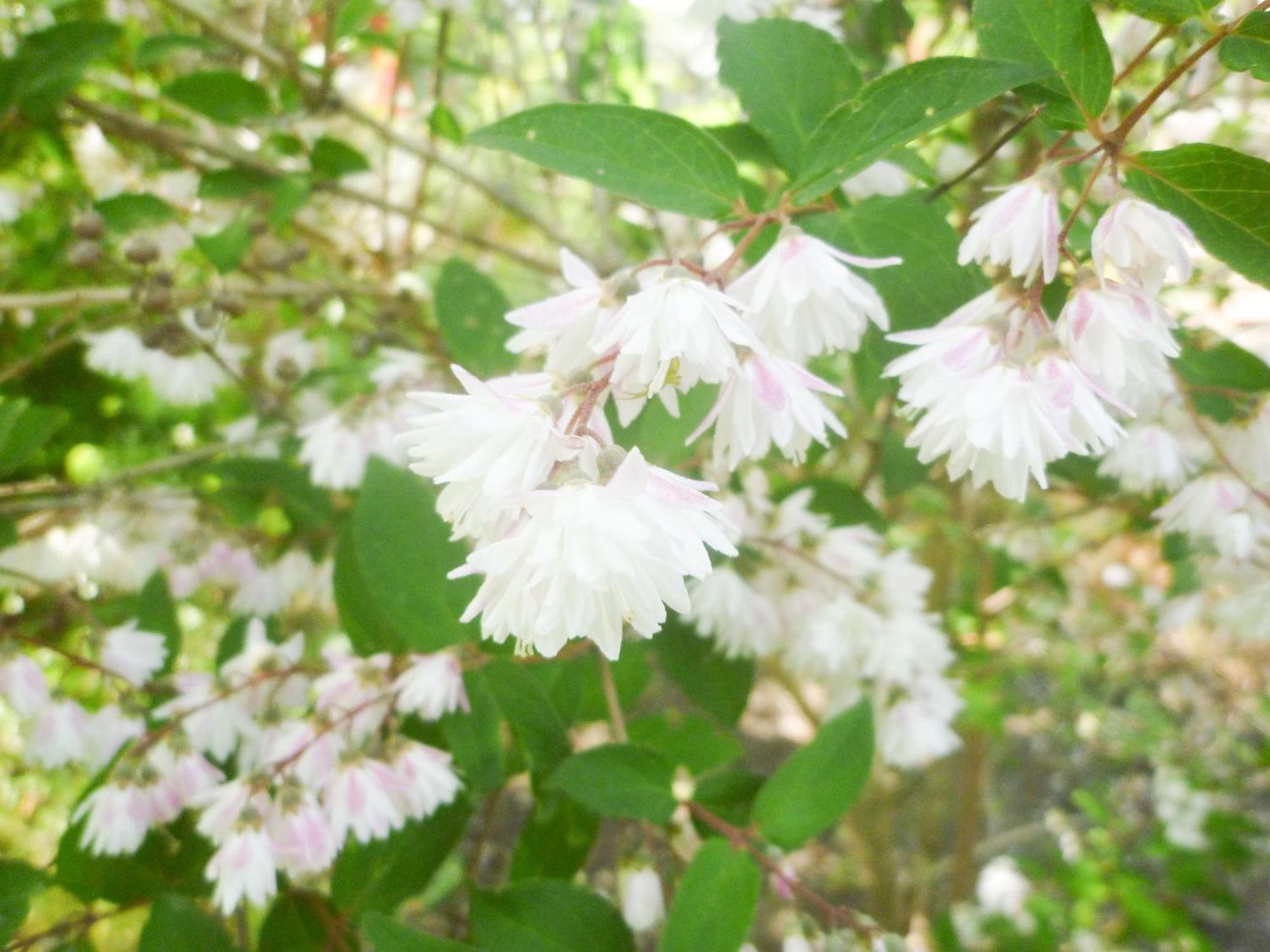 Pension Flora Tateyama  Luaran gambar
