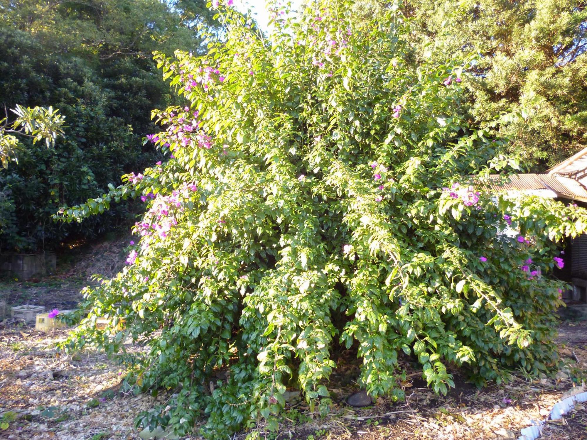Pension Flora Tateyama  Luaran gambar