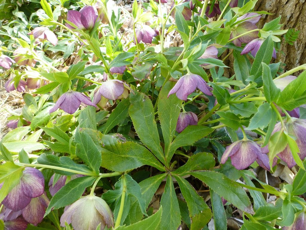 Pension Flora Tateyama  Luaran gambar